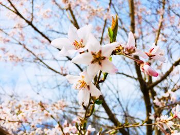 Low angle view of apple blossoms on tree 