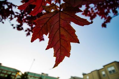 Low angle view of maple leaves against sky