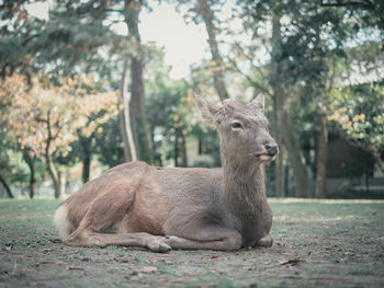 Deer relaxing on field