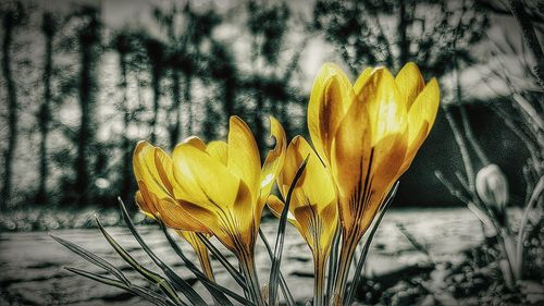 Close-up of yellow crocus flowers in yard