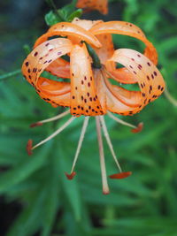 Close-up of insect on flower