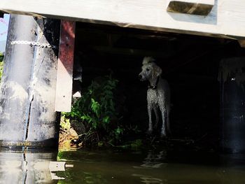 View of a horse in water