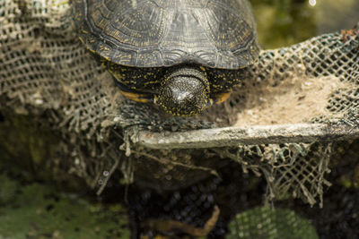 Close-up of turtle over lake