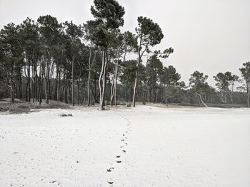 Trees on field against sky during winter