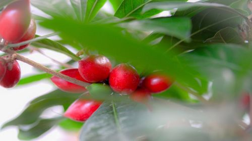 Close-up of leaves