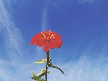 Low angle view of flowering plant against blue sky