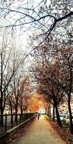 Empty road along trees