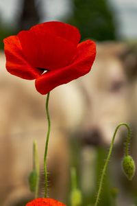 Close-up of red poppy flower