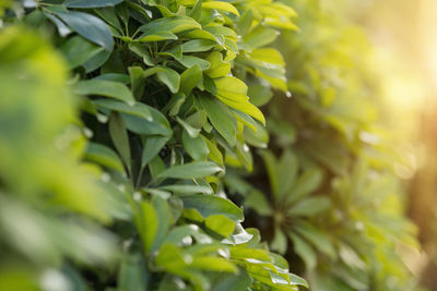 Close-up of green leaves