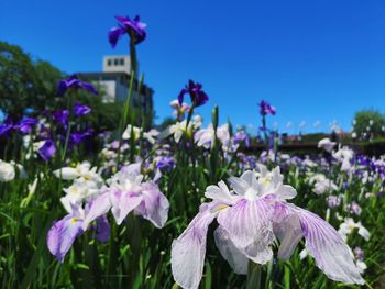 Close-up of purple flowering plants against blue sky