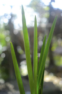 Close-up of fresh green plant