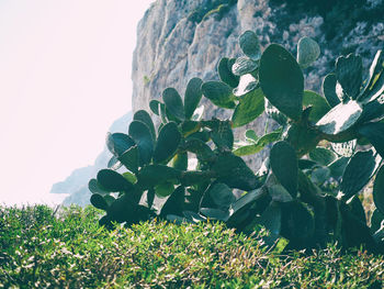 Close-up of plants growing on field against sky