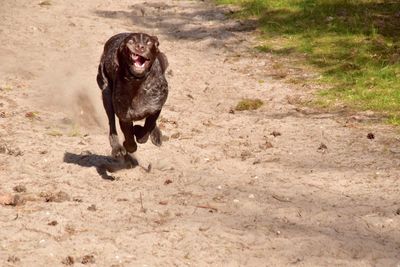 Dog on dirt road