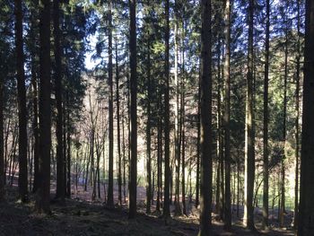 Trees in forest