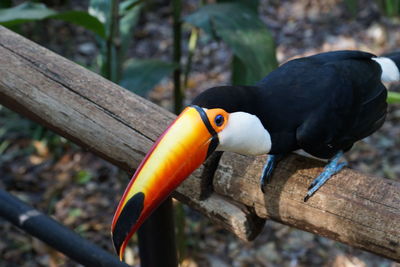 Close-up of bird perching on wood