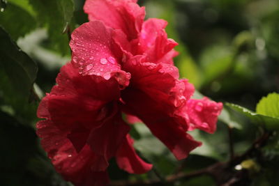 Close-up of pink rose flower