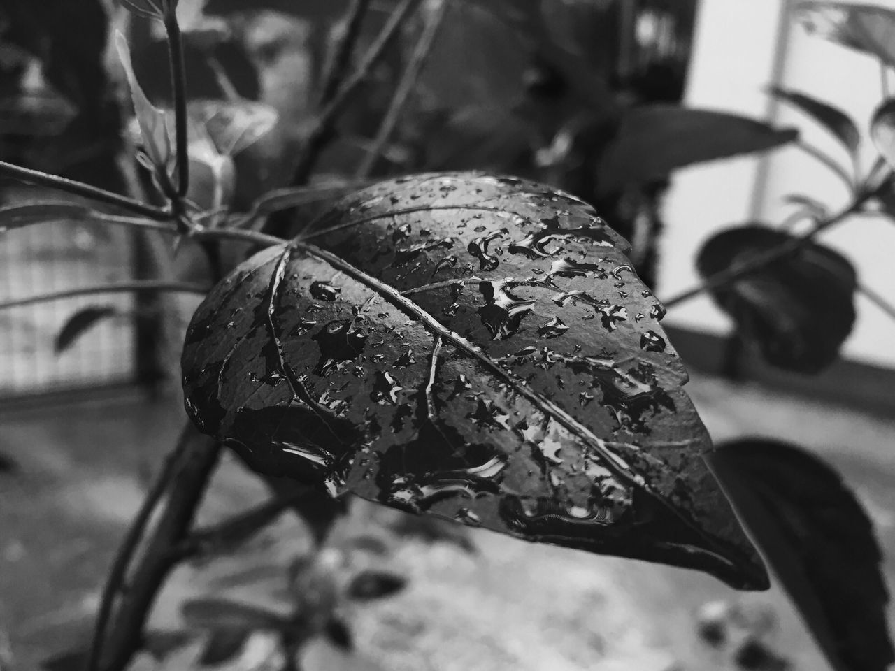 CLOSE-UP OF WET DRY LEAF