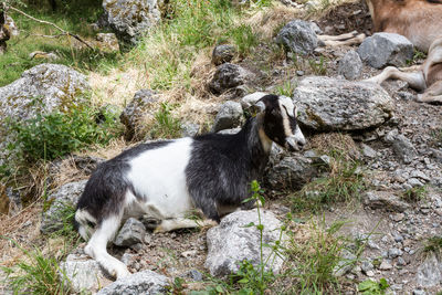 High angle view of goat on rock