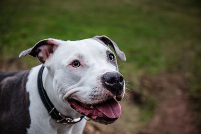 Close-up portrait of dog