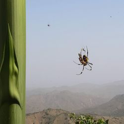 View of spider against sky