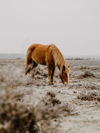 Horse grazing in frosty field in winter