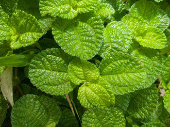 Full frame shot of leaves