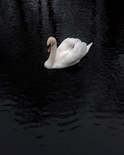 Bird flying over lake