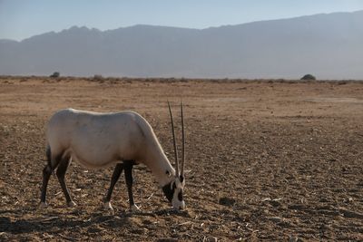 Oryx standing on field against sky