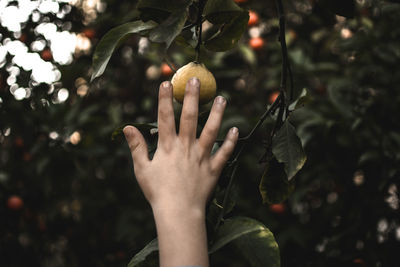 Close-up of hand touching fruit