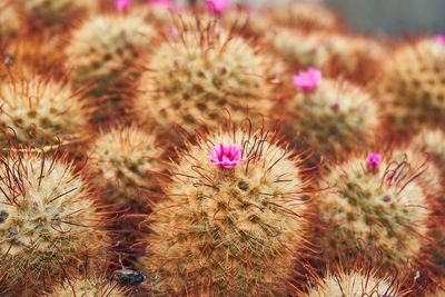 Close-up of cactus plant