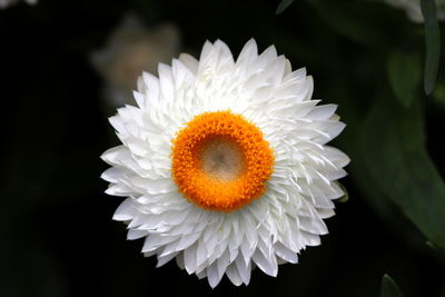 Close-up of white daisy flower