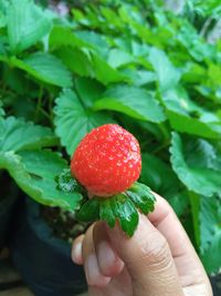 Close-up of hand holding strawberry