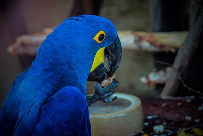 Close-up of blue parrot perching on wood