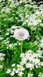 Close-up of white wildflowers