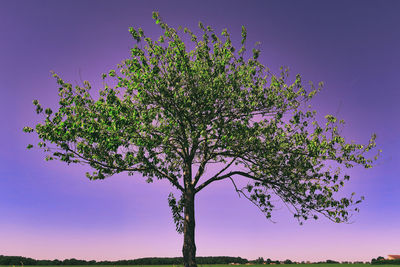 Low angle view of flowering plant against clear blue sky