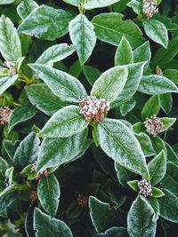 Close-up of plant