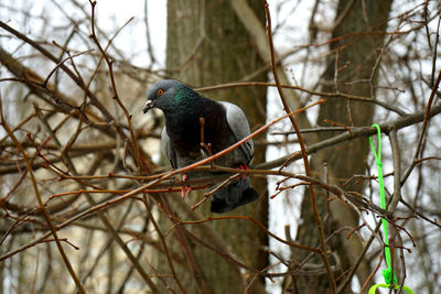 Close-up of bird perching on branch