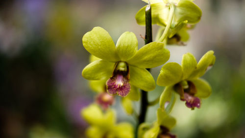Close-up of flowering plant against blurred background
