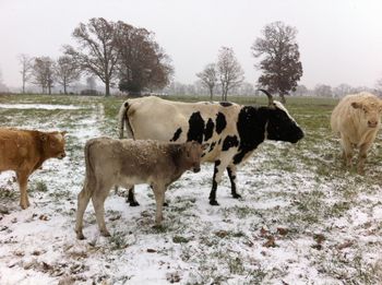 Cows on grassy field against clear sky during foggy weather