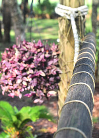 Close-up of flowers against blurred background