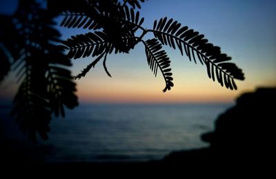 Silhouette of tree against sky at sunset