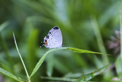 A close-up of an aceh-indonesia black and white butterfly sitting in a tree