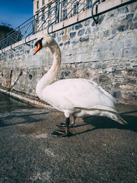 View of swan on wall