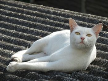 Close-up portrait of cat relaxing on floor