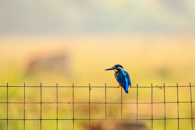 Kingfisher perching on fence