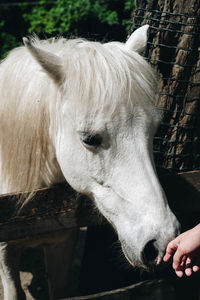 Close-up of a horse