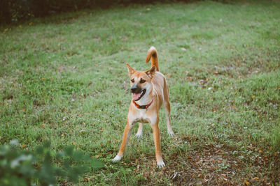 Dog standing in a field