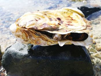 Close-up of seashell on rock at beach