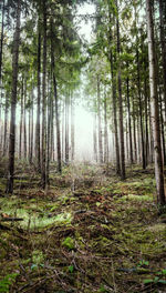 Trees growing in forest