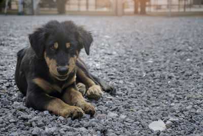 Portrait of a dog